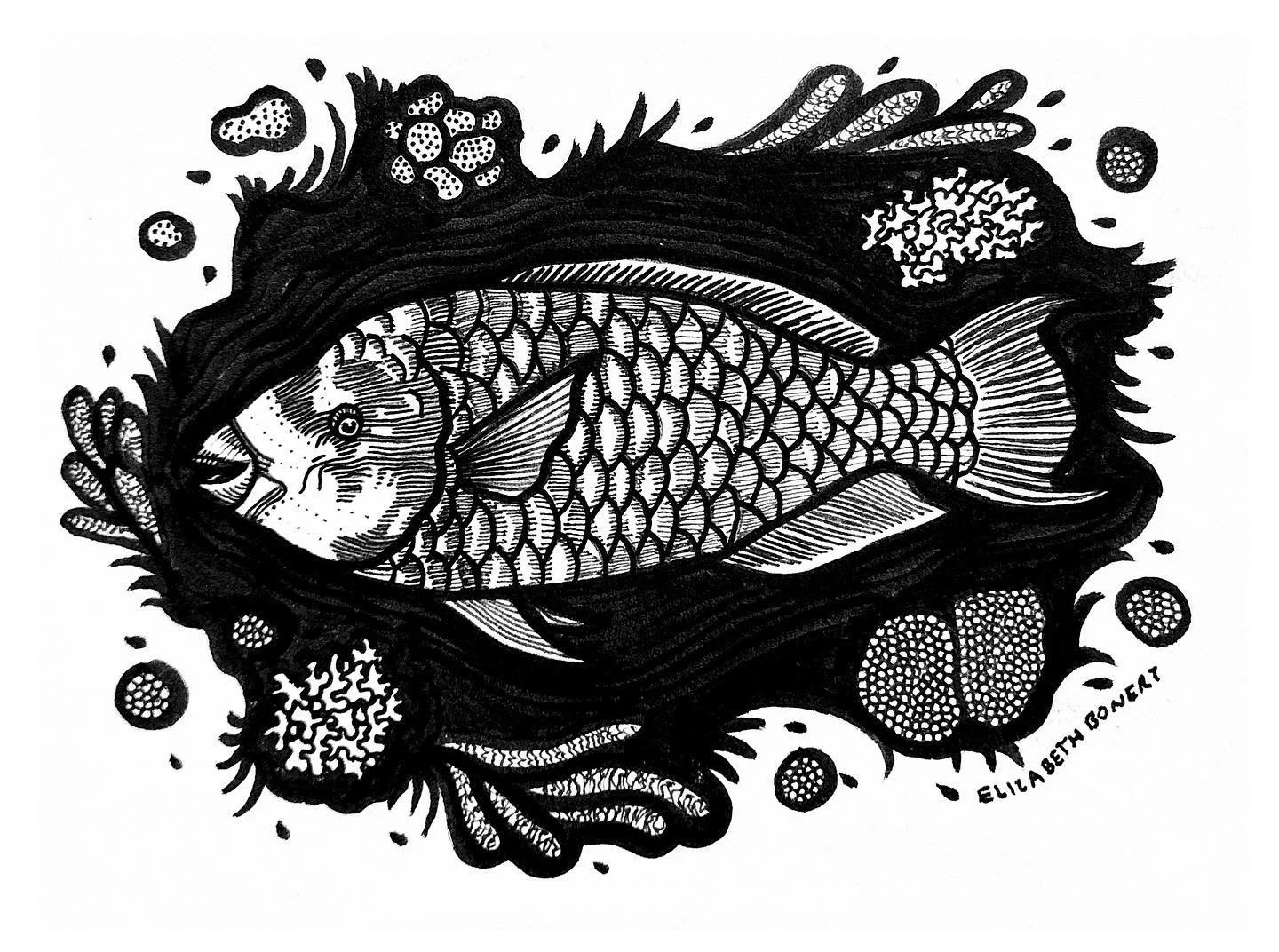 Taking the time to play with my inking techniques for #inktober. 

01 DREAM | Midnight parrotfish (Scarus coelestinus). Growing up snorkeling and diving in the Florida Keys, these big parrotfish were always a favorite find. I always found them to be 