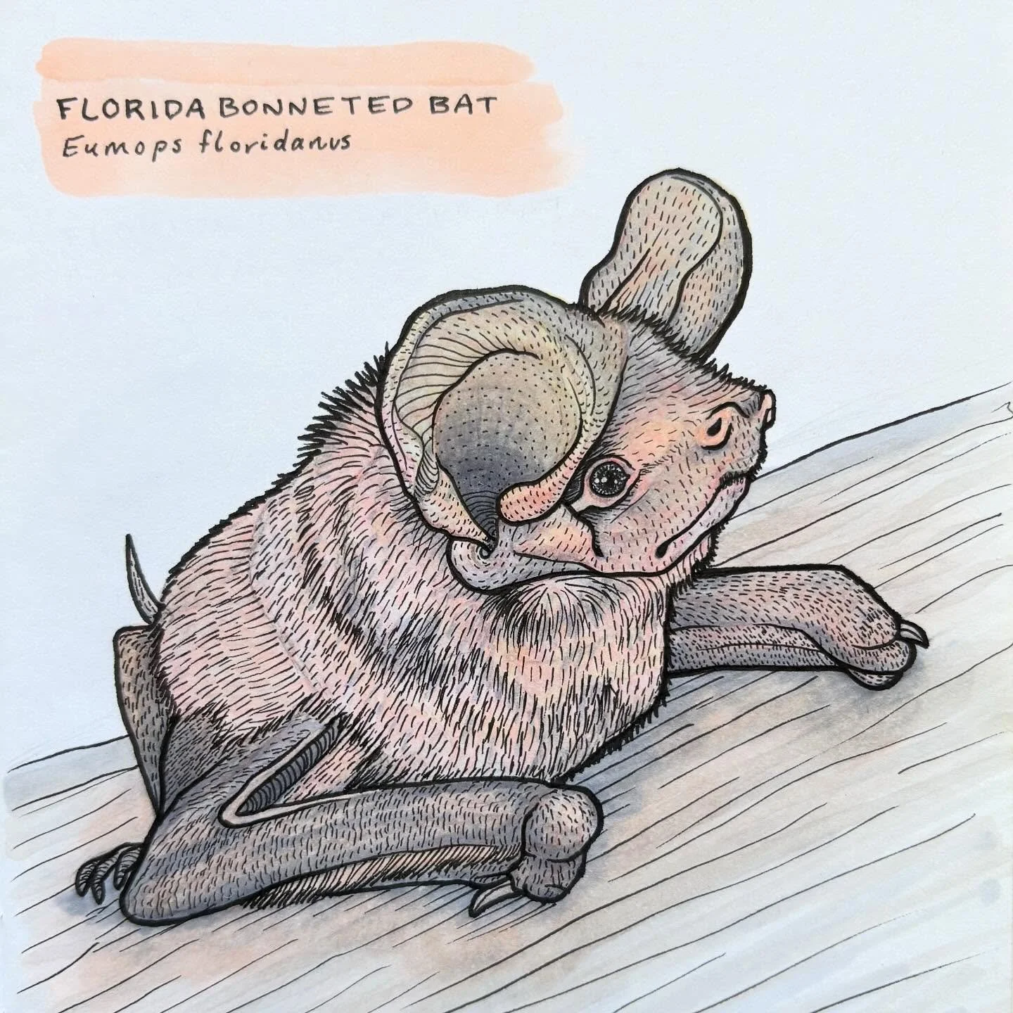🦇 Happy Bat Appreciation Day! The Florida Bonneted Bat is not only one of the largest bat species, but also only found in South Florida, making it an endemic species. Classified as its own species in 2004, it has been listed as federally endangered 