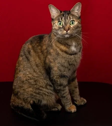 Pepper headshot