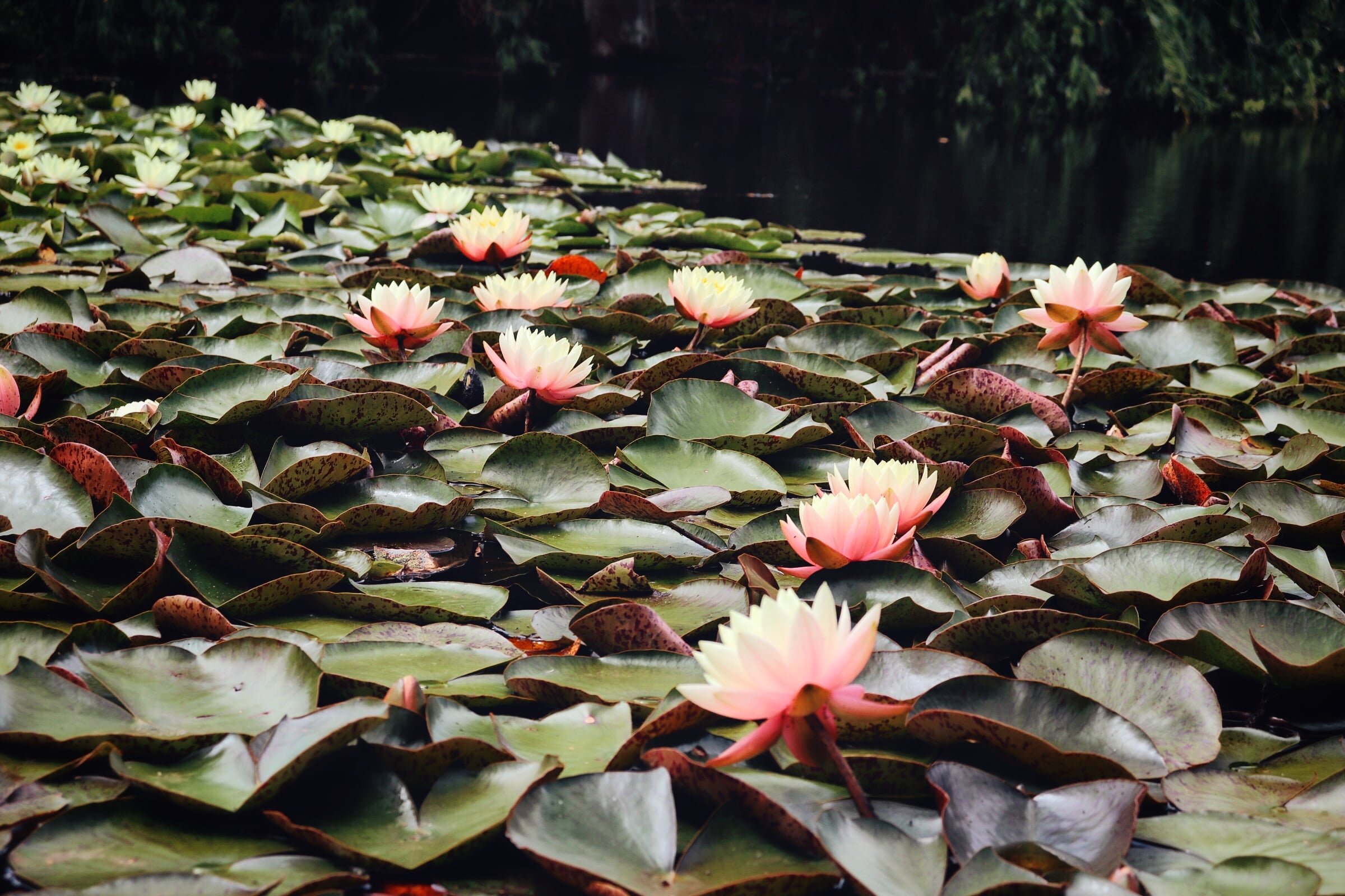 Lotus Pond-min.jpg