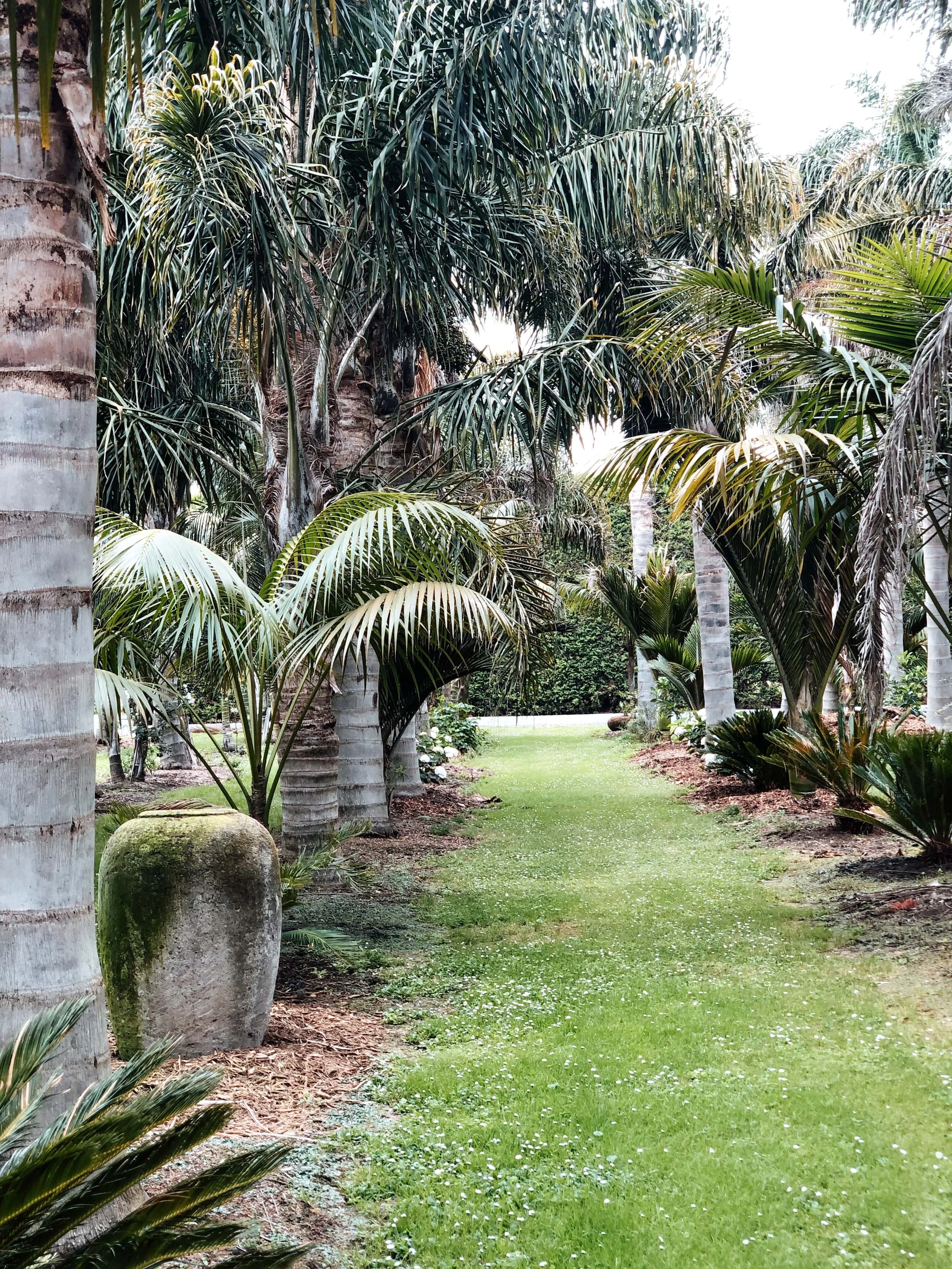 palm garden moody-min.JPG
