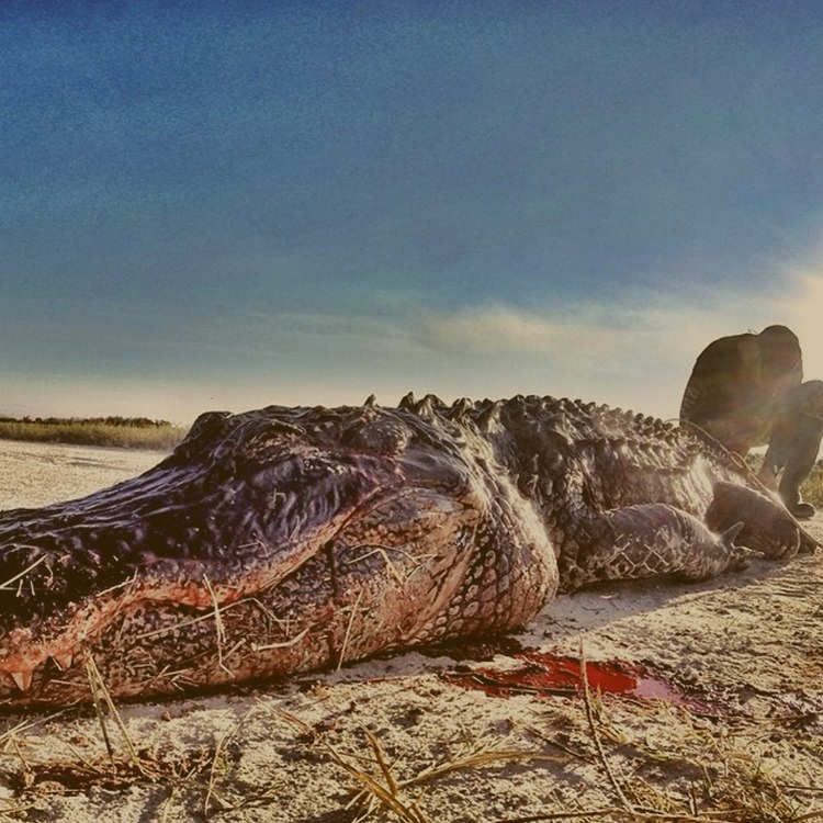 bco_hunting_alligator_v1.png
