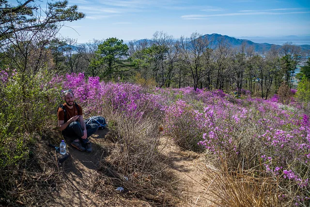 A Spring Flower Festival