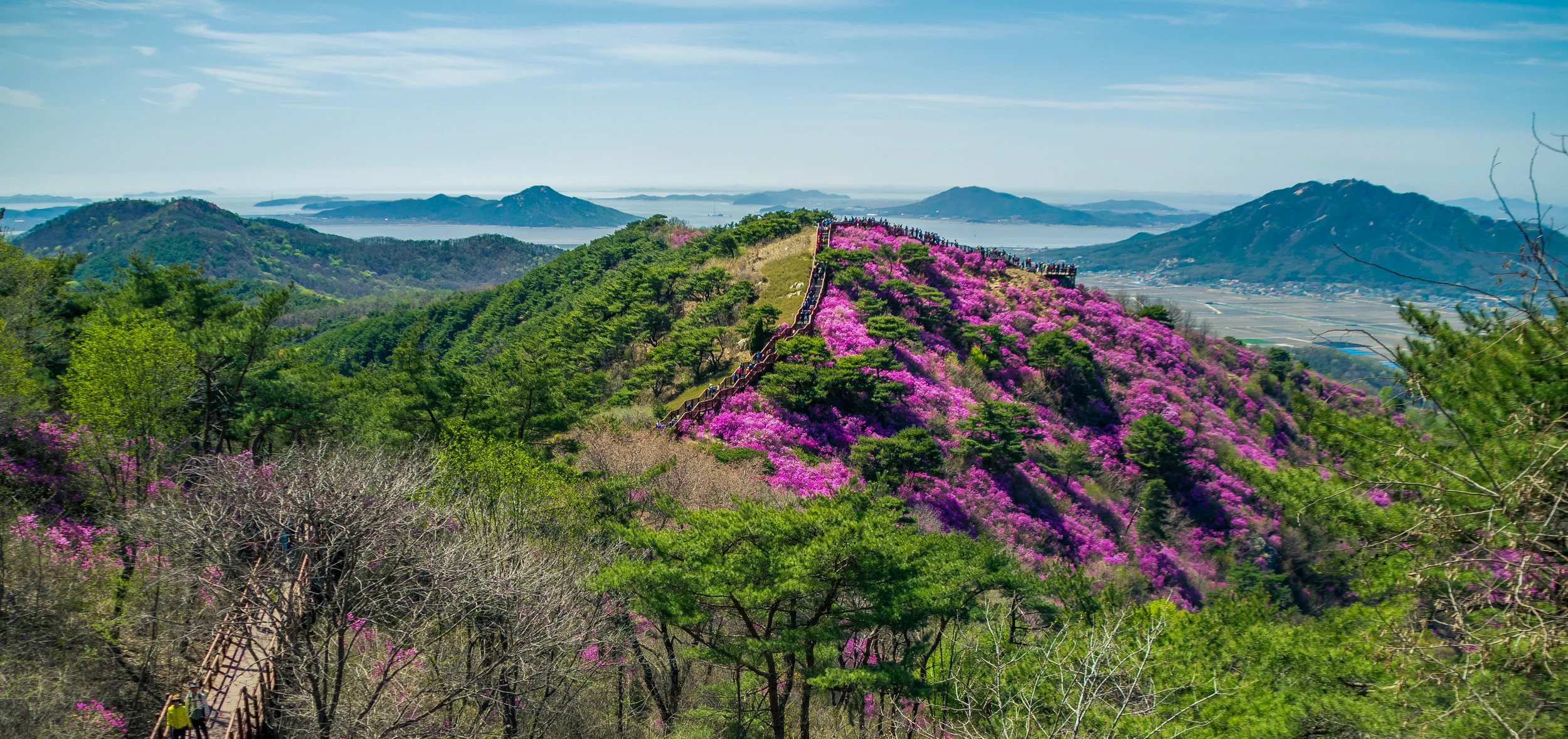 How to: Goryeosan Azalea Festival