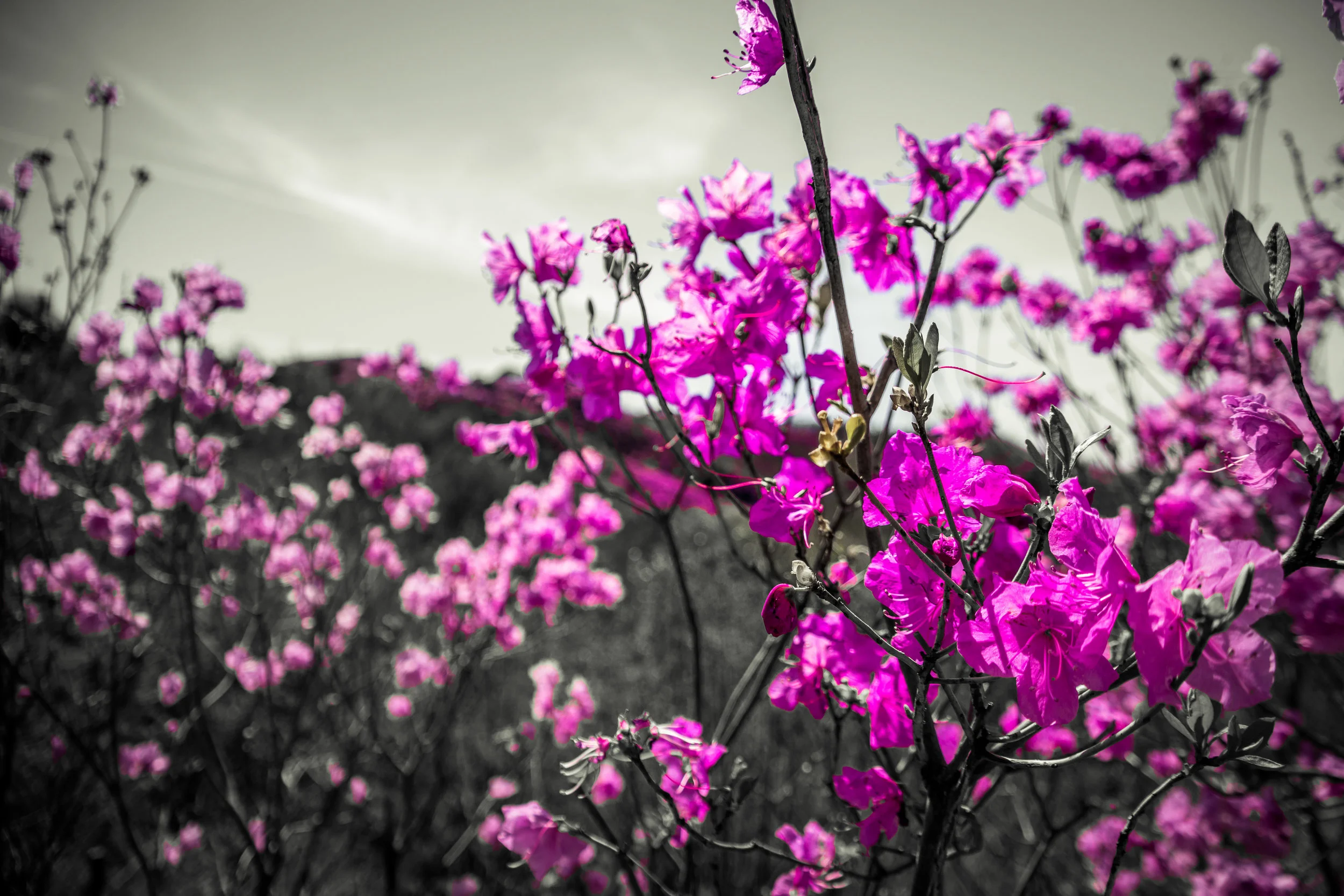 20180420-_dsc0860azalea.jpg