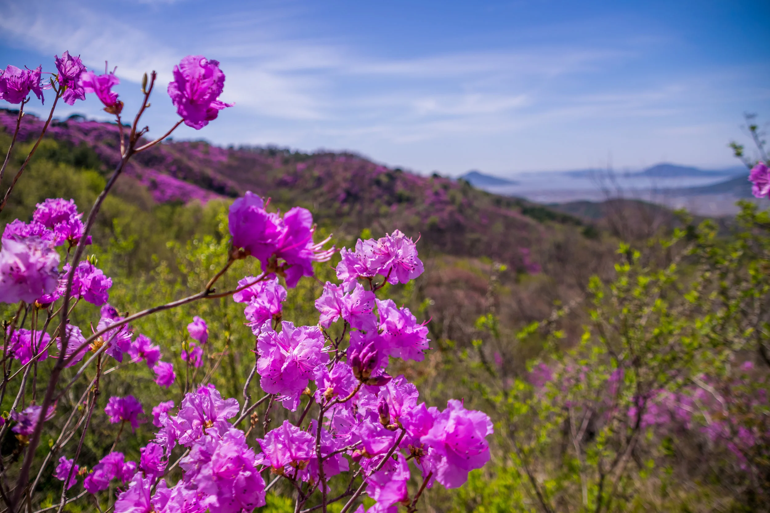 20180420-_dsc0862azalea.jpg