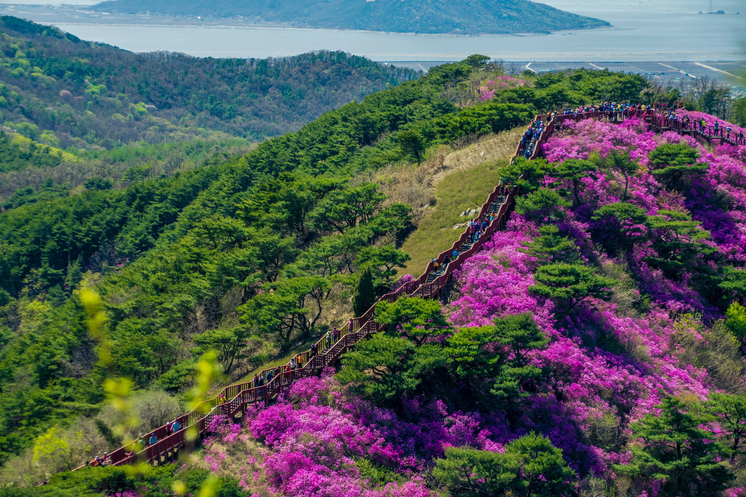 20180420-_dsc0880azalea.jpg