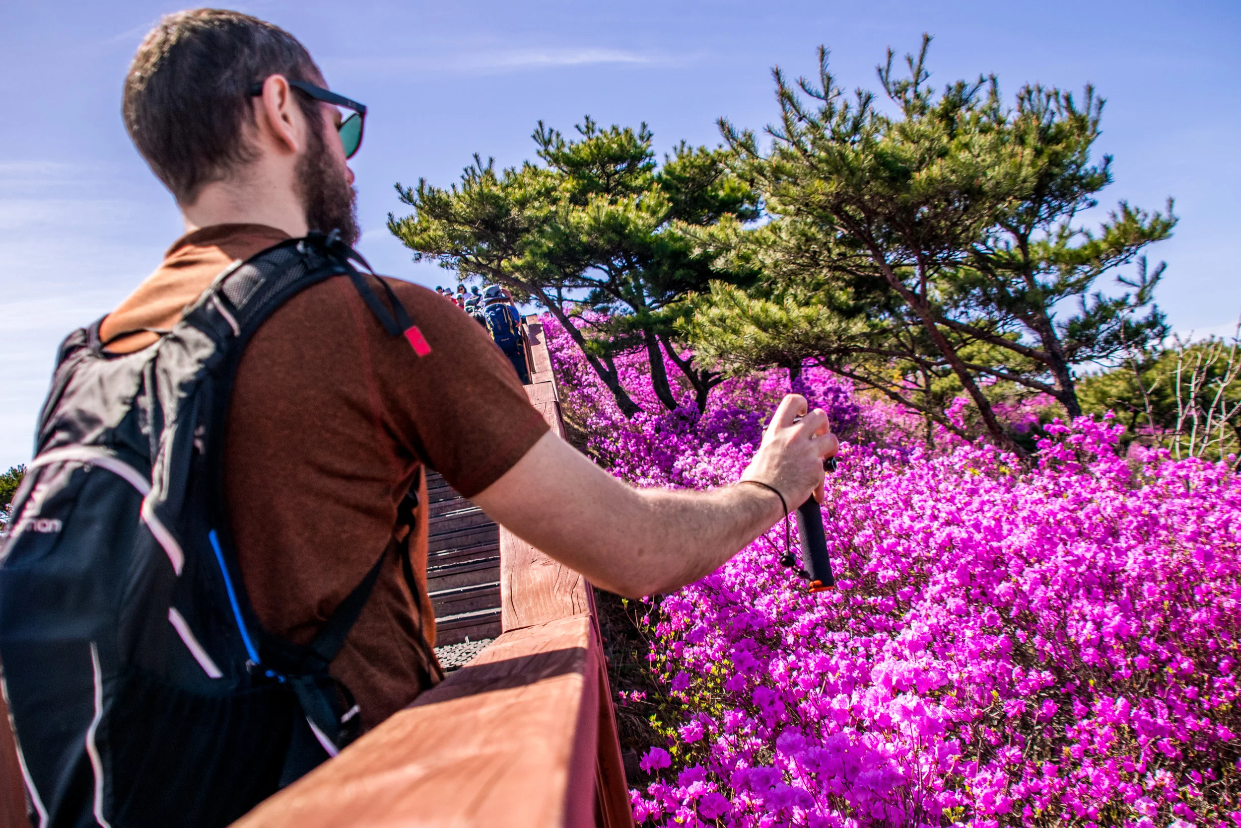 20180420-_dsc0899azalea.jpg