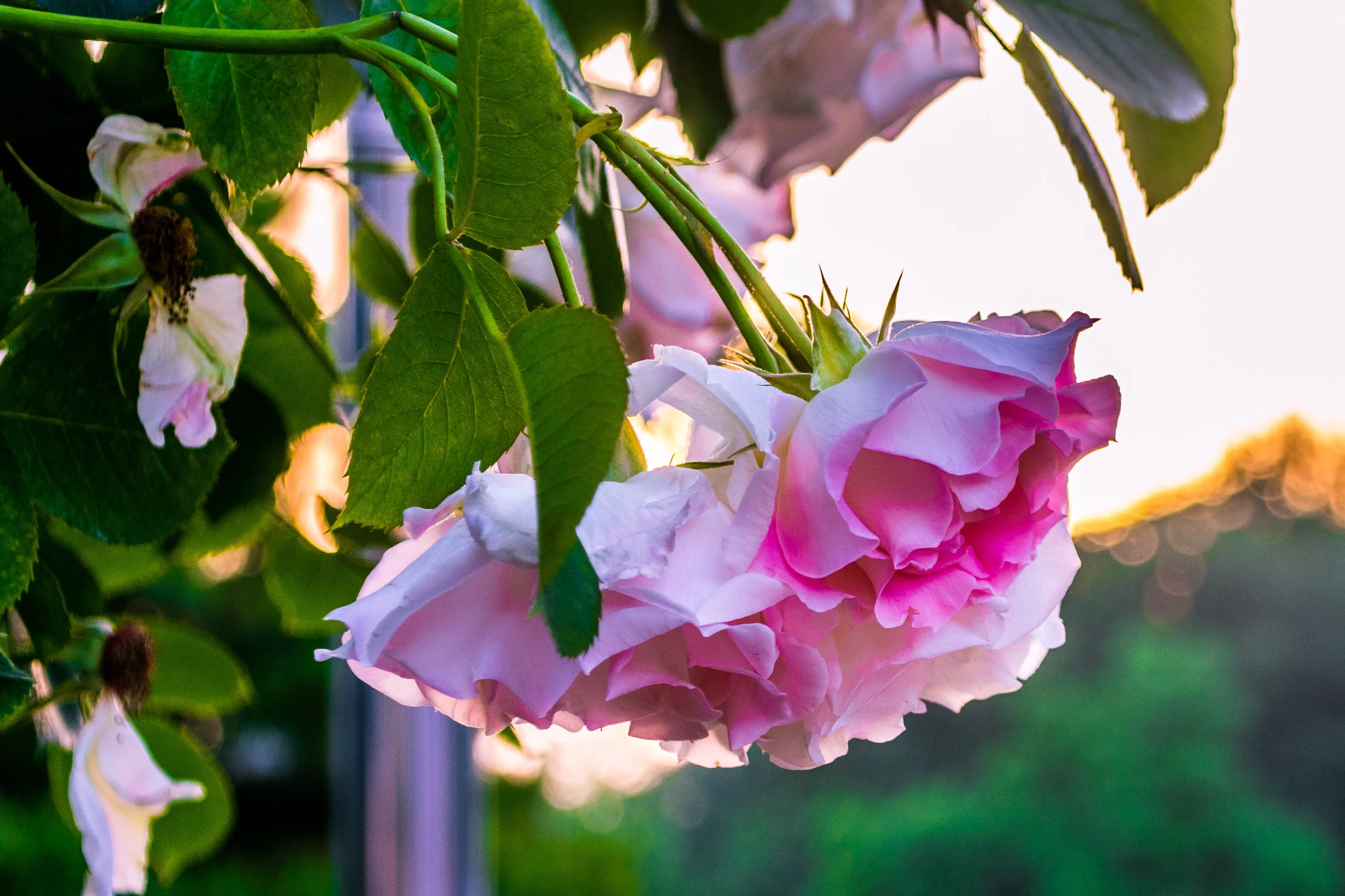 20180605-_DSC0930edited.jpg