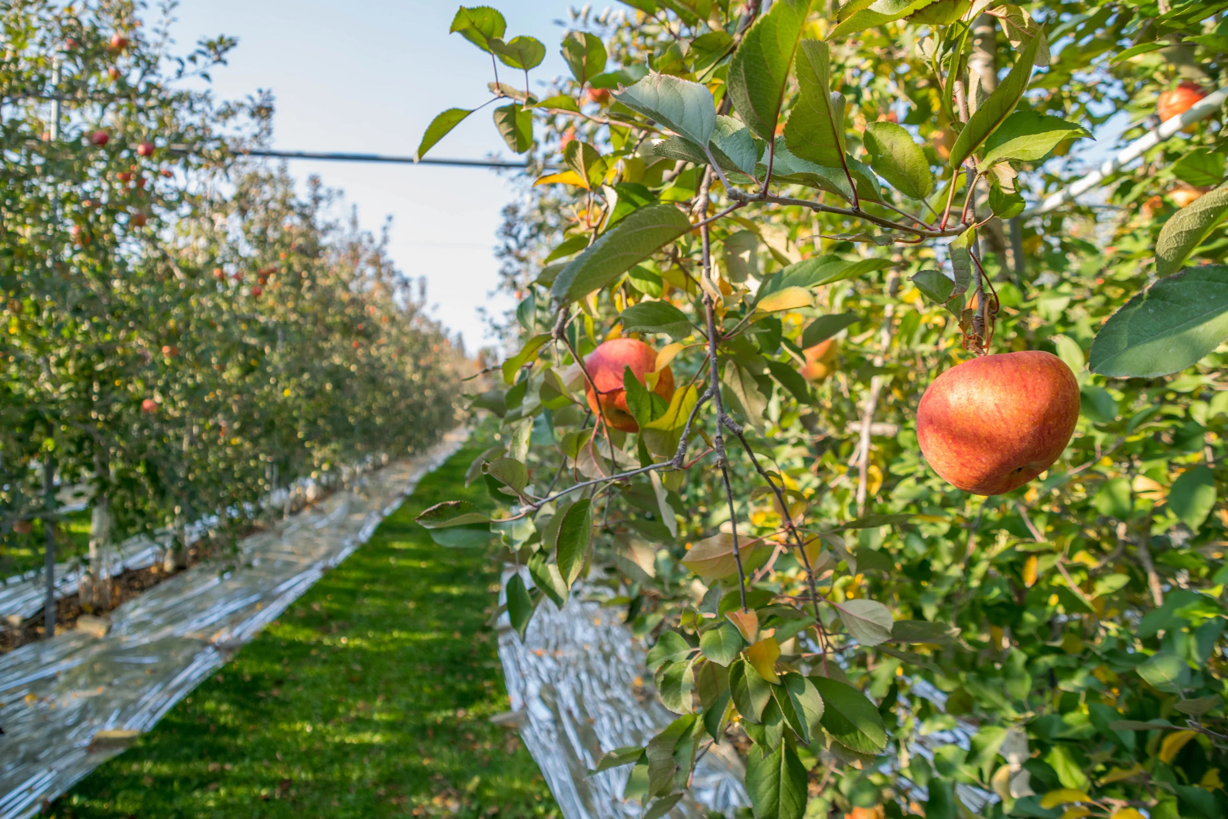 Apple Festival