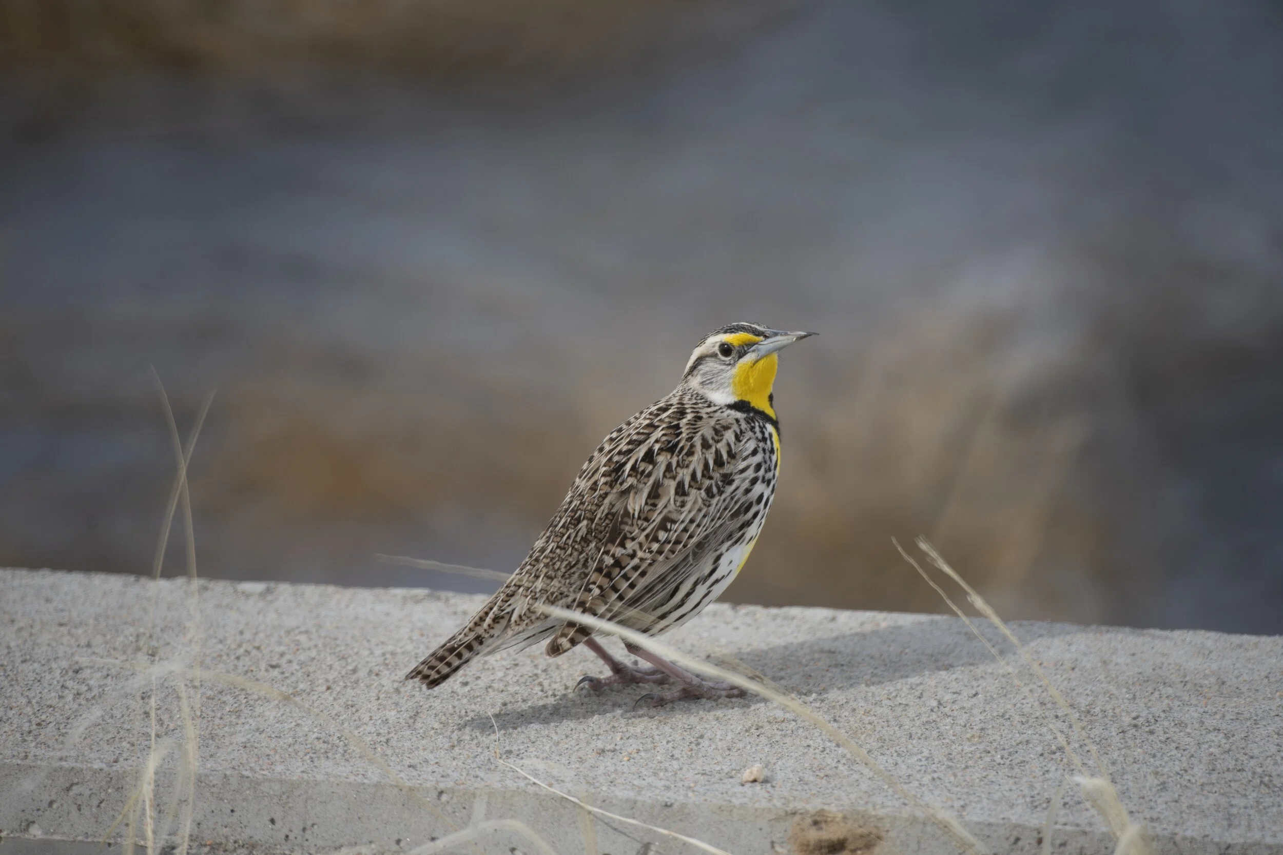 a meadowlark poses