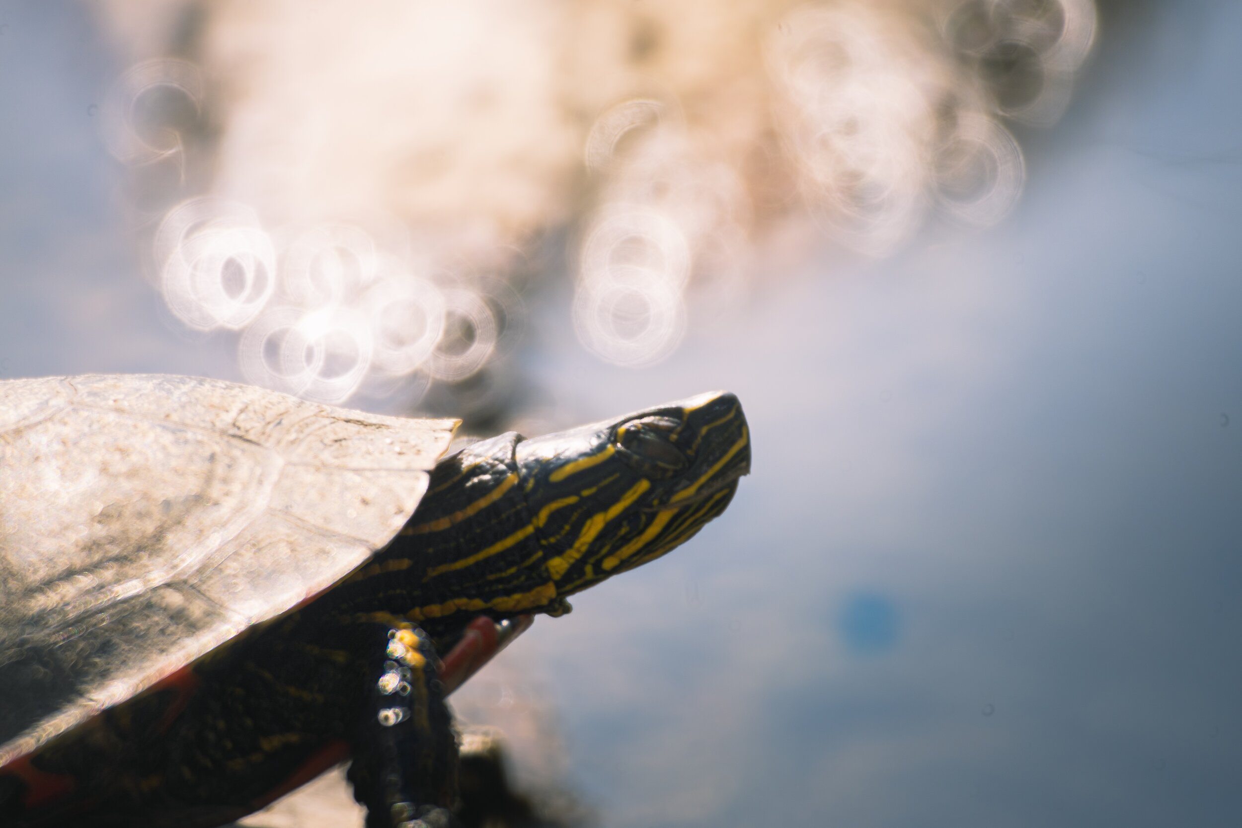 space turtle