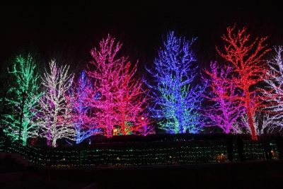 LED Tree Lights.jpg