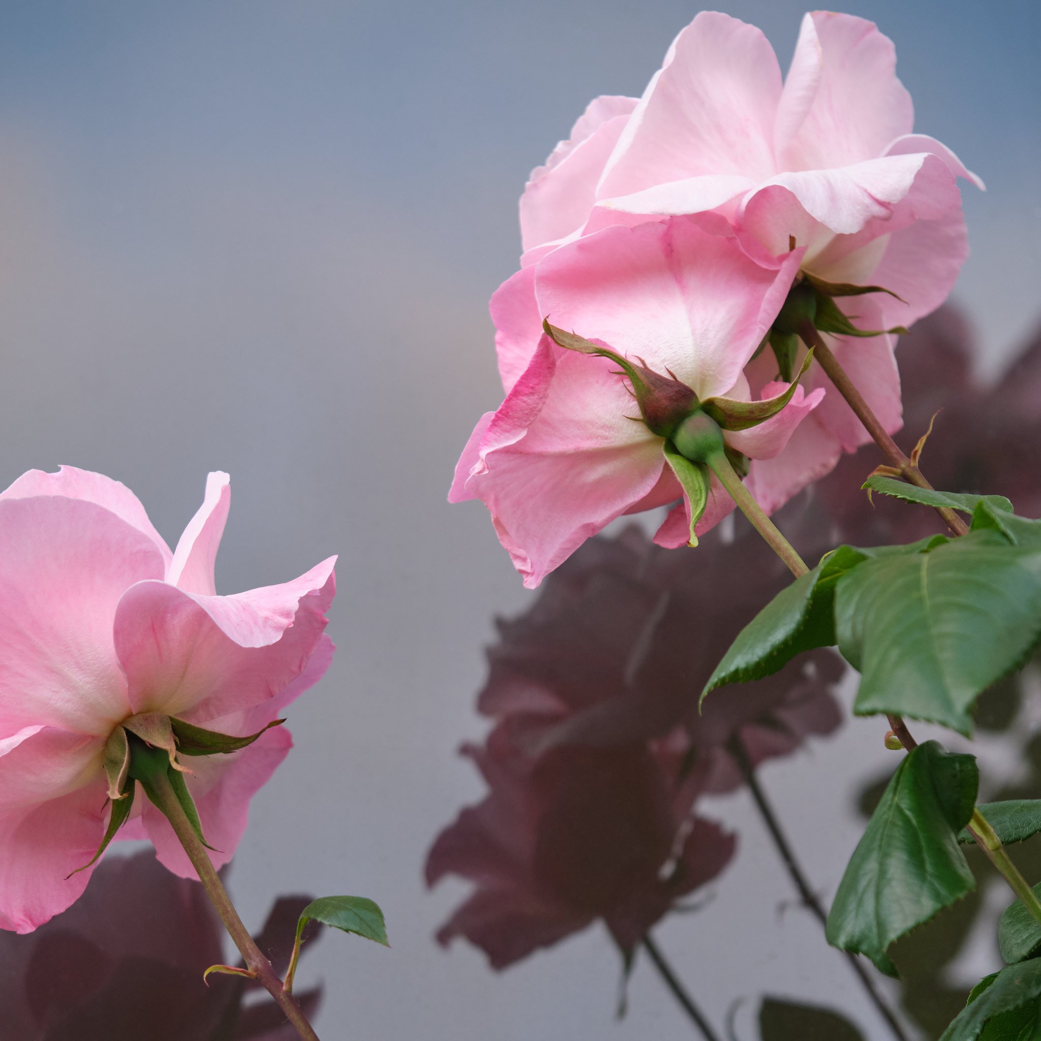 rose_reflection.jpg