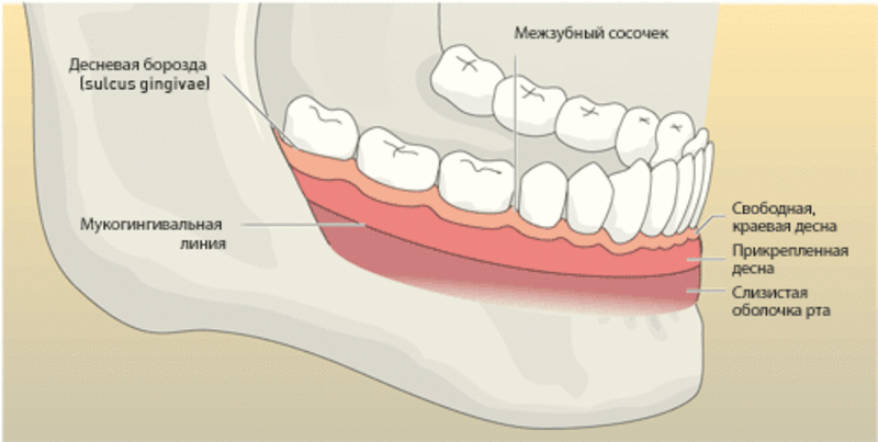 Десневые желобки