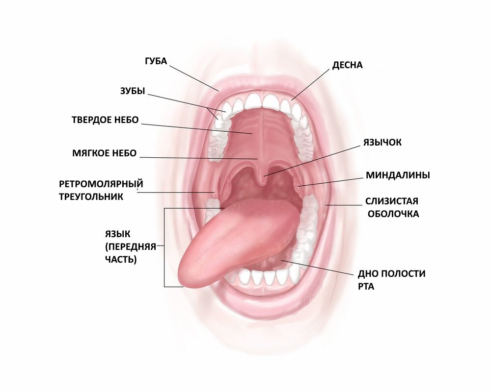 Внутренняя полость рта. Пищеварительная система полость строение рта. Ротовая полость строение анатомия. Анатомия полости рта медунивер. Строение ротовой полости схема.