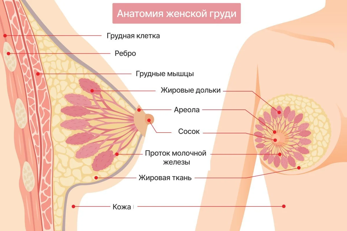 Ariellas Areolas