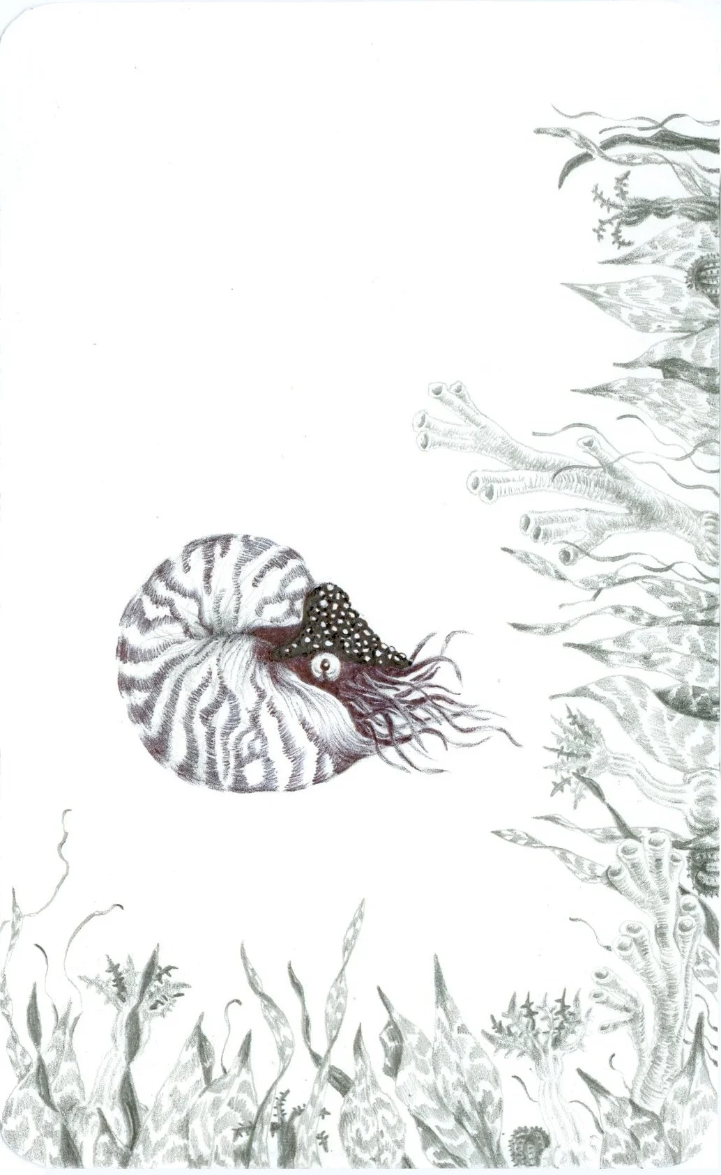 nautilus