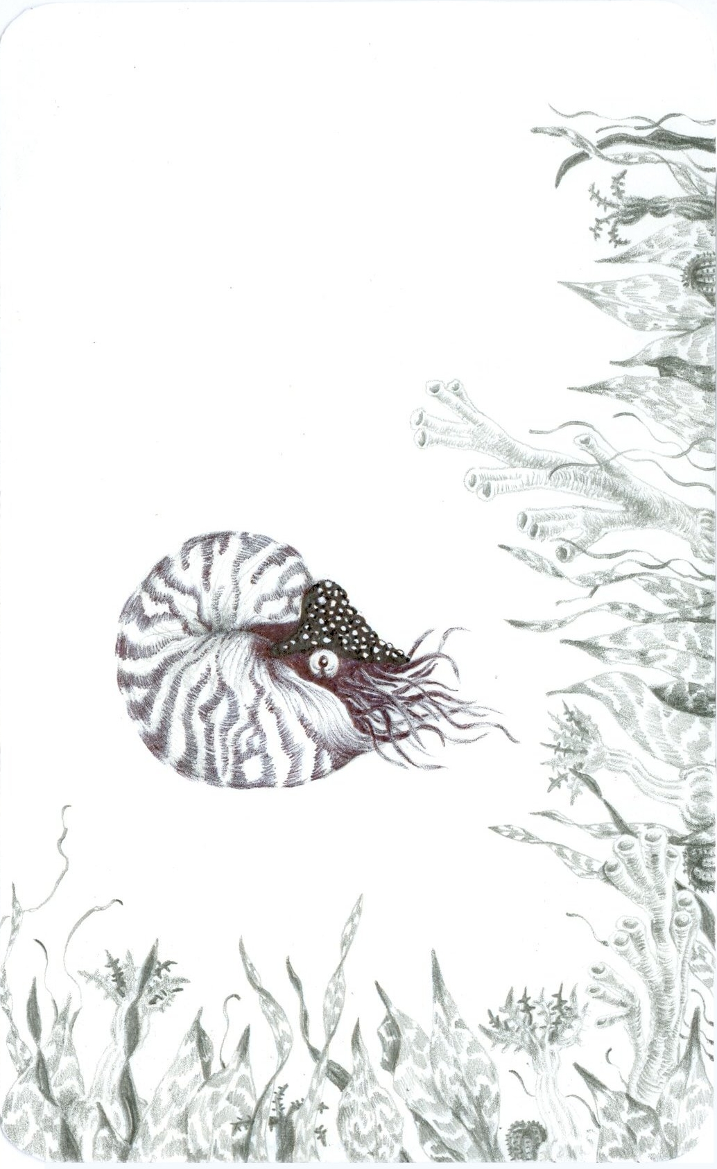 nautilus 