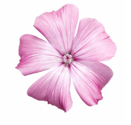 MALLOW MALVA SYLVESTRIS L., MALVACEAE.