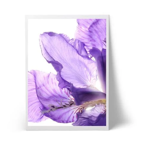 Iris_large.jpg