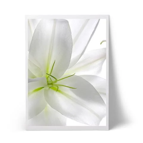lily_large.jpg