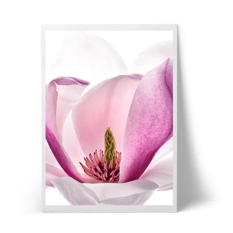 magnolia_large.jpg