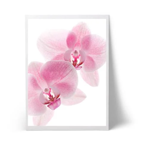 orchide_large.jpg