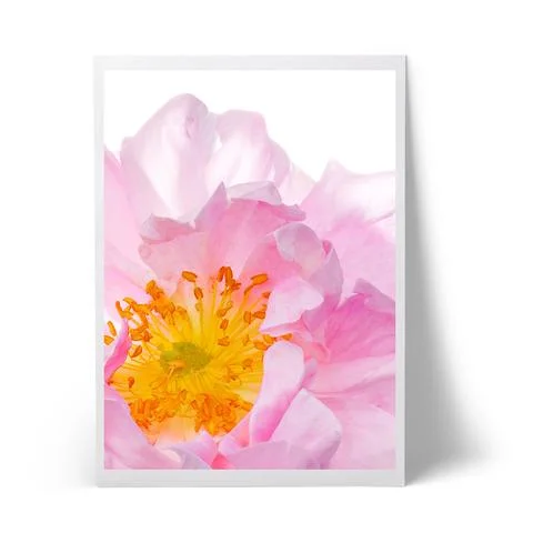 rose_large.jpg