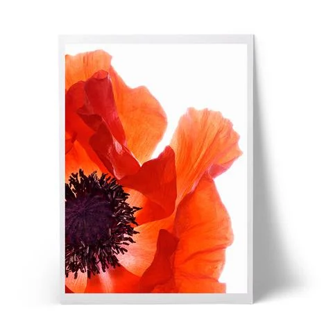 poppy_large.jpg