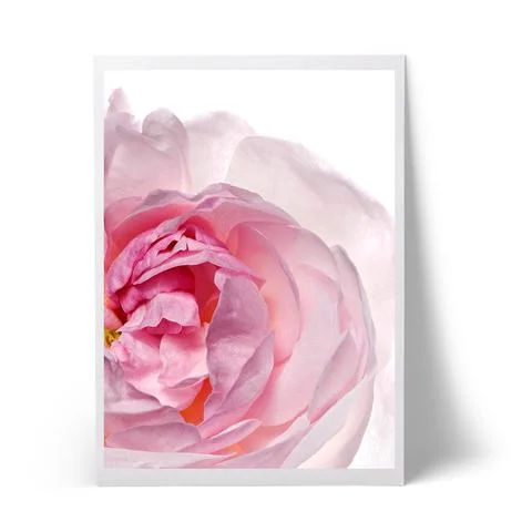 rose2_86f10851-1a44-4555-9bab-ff8e97a4bc80_large.jpg