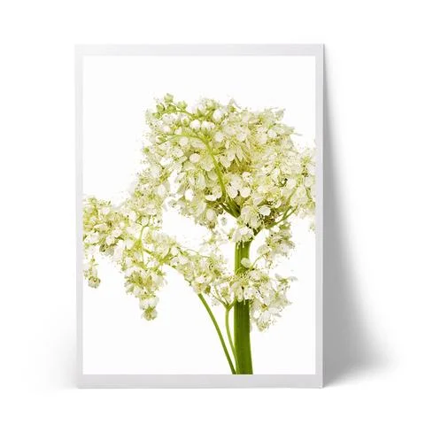elderflower_large.jpg