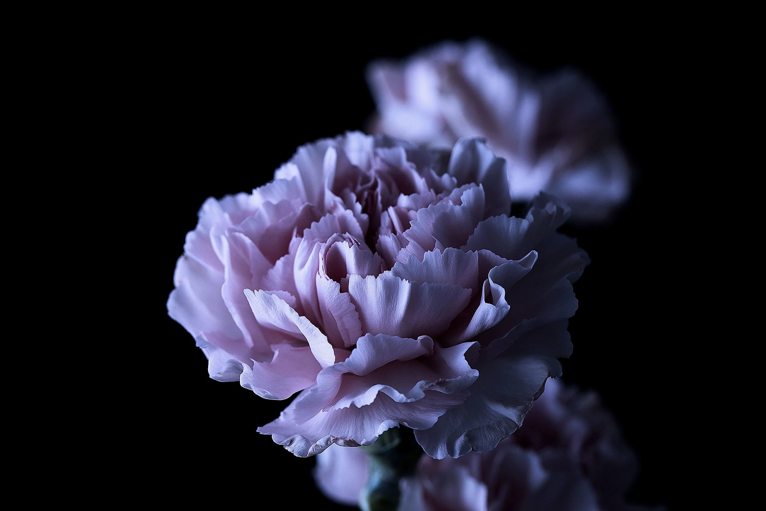 Fleur_flowermedici.jpg