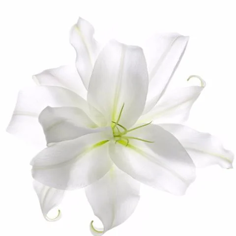 1510_Single_French_Flower_Lily_large.jpg