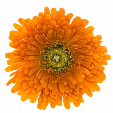 1510_Single_Swe_Flower_Ringblomma_large.jpg