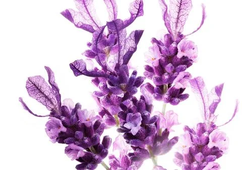 Flower_frontpage_lavendel_large.jpg
