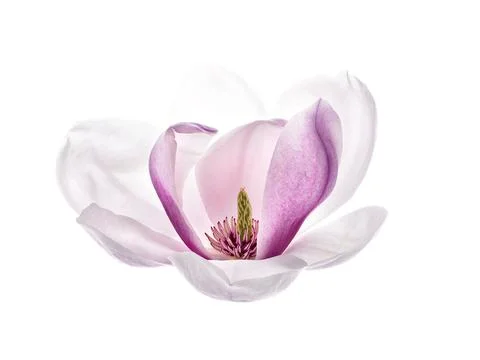 1510_Single_French_Flower_Magnolia_large.jpg