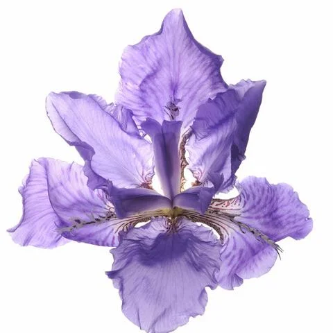1510_Single_French_Flower_Iris_large.jpg