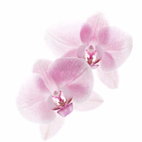 1510_Single_French_Flower_Orchide_large.jpg