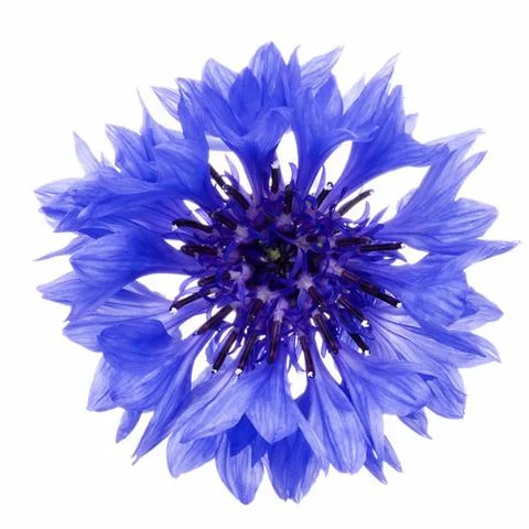 1510_Single_Swe_Flower_Blaklint_large.jpg
