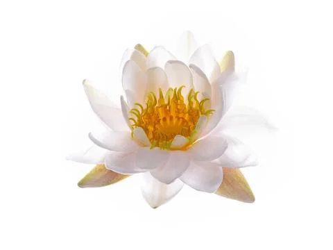 1510_Single_French_Flower_Water_Lily_large.jpg