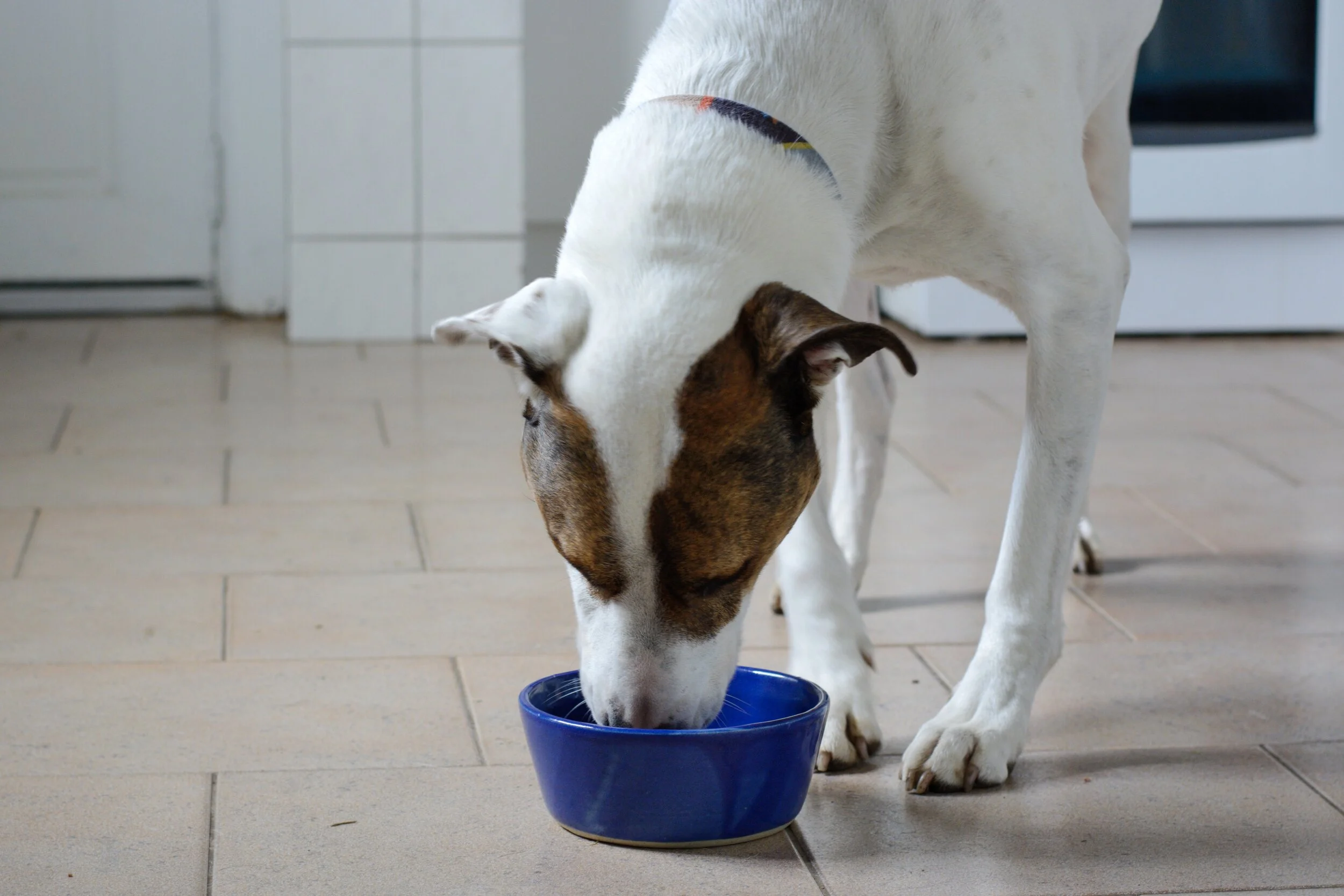 AF423B53-FD08-4532-8C78-887FDE9CBBC2