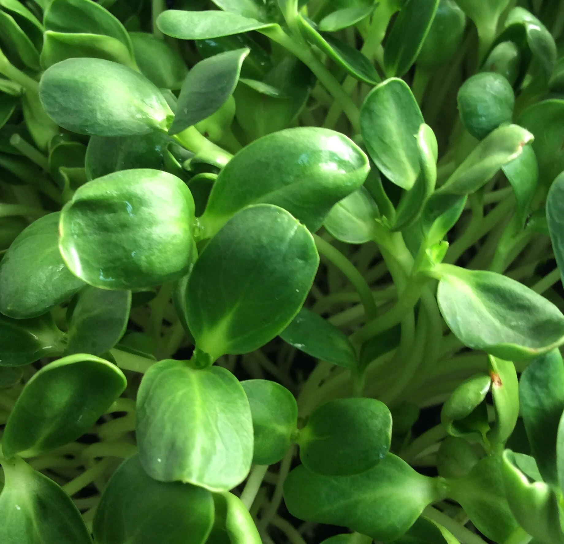 Thriving in an Uncertain World: Living Food Nutrition  Webinar