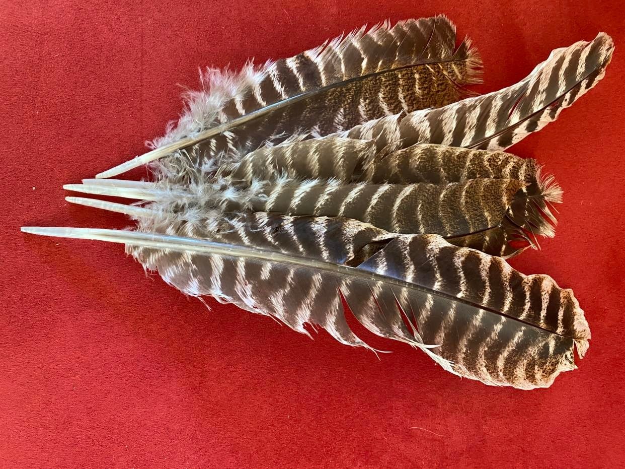 Turkey feathers.jpg