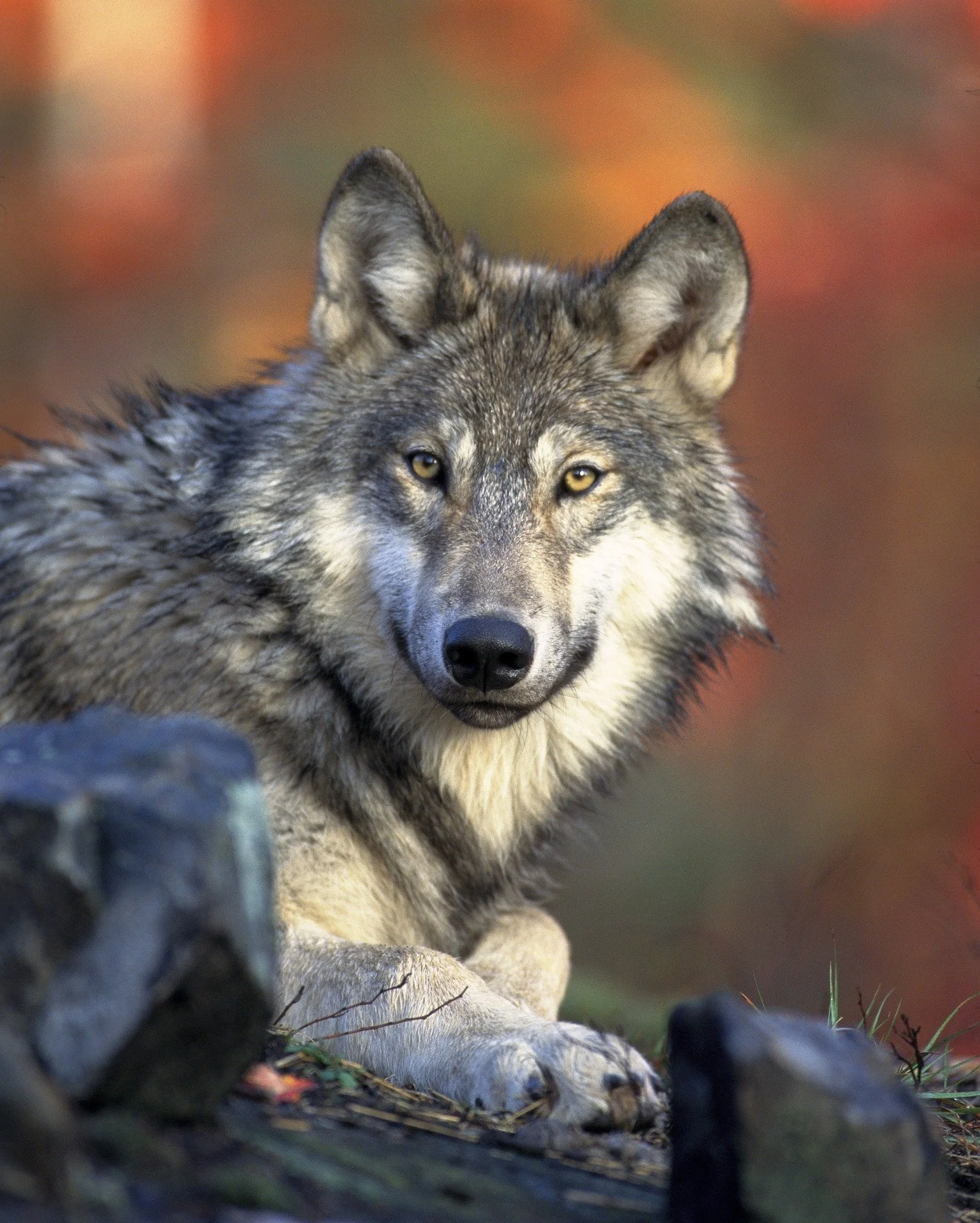 Webinar: Shapeshifting