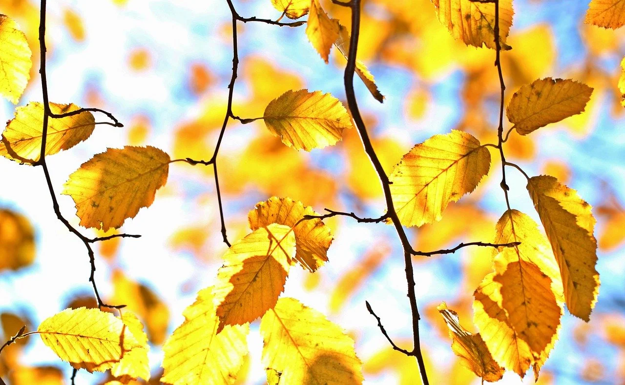 October 2025 Newsletter