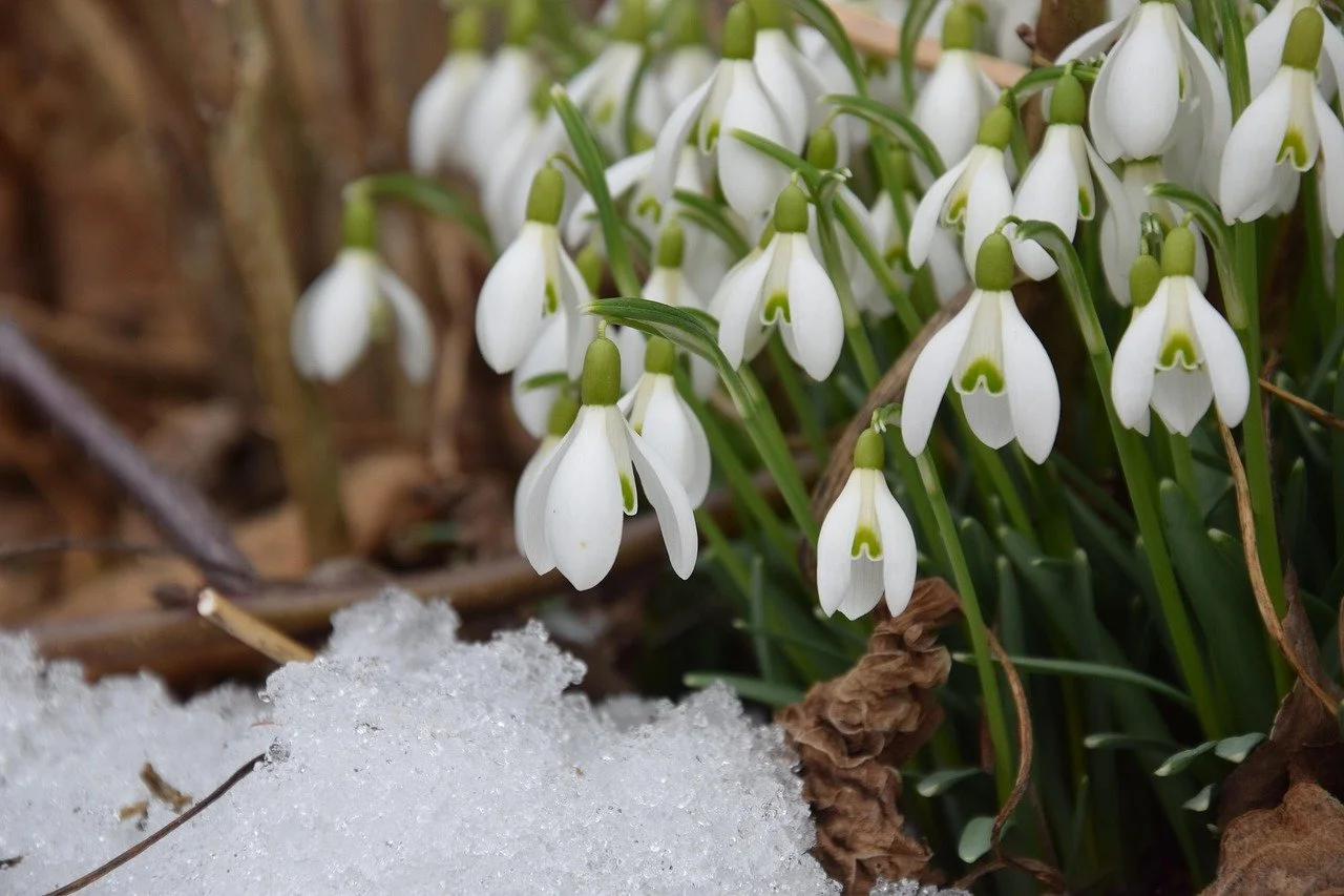 February 2026 Newsletter