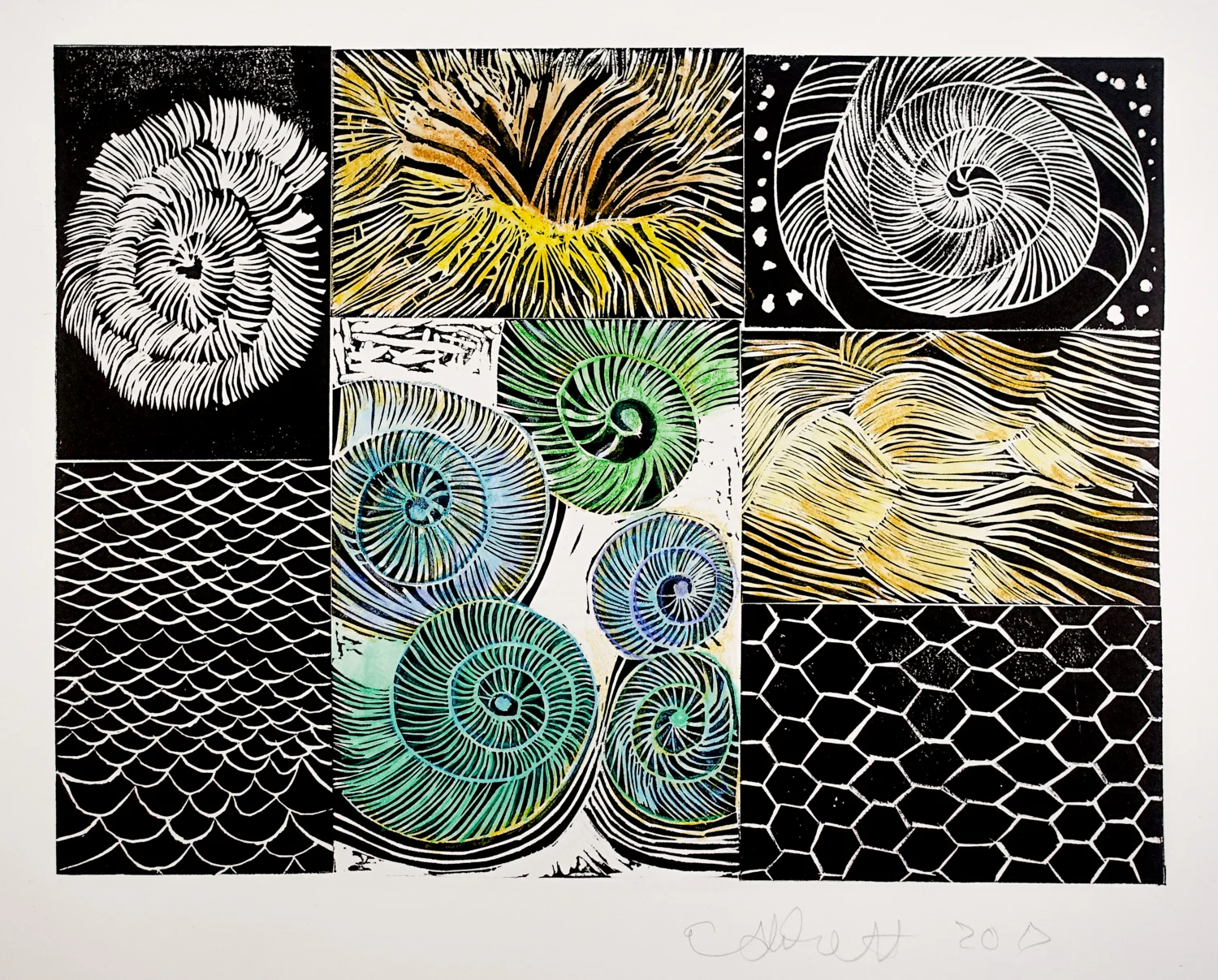   Coloured Shells,  2017, hand coloured multiple relief prints, 40cm x 30cm 