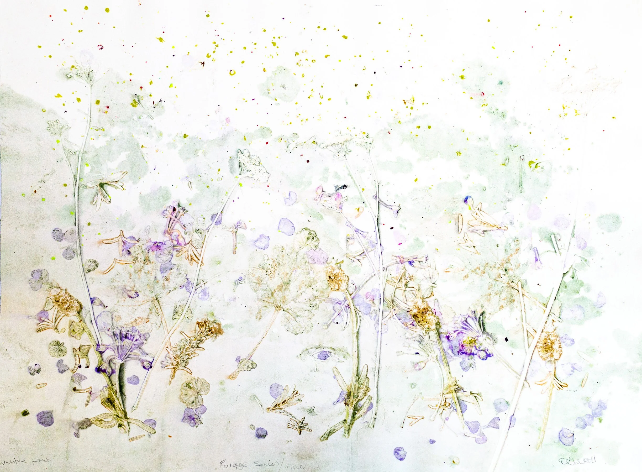   Forage Series/Vine,  2023, monotype  75.5cm x 55.5cm 
