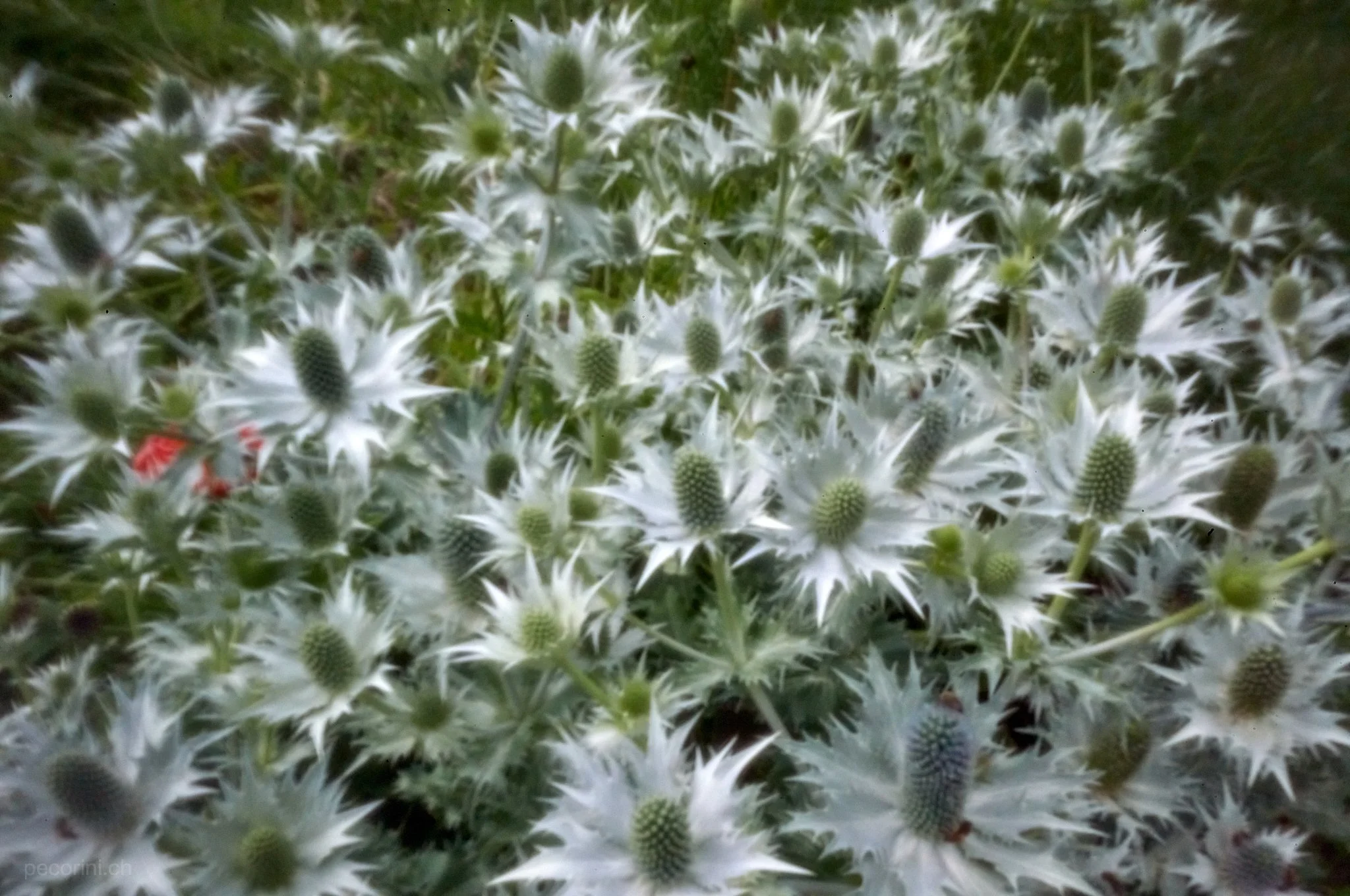 L1003389_pecorini.ch.jpg
